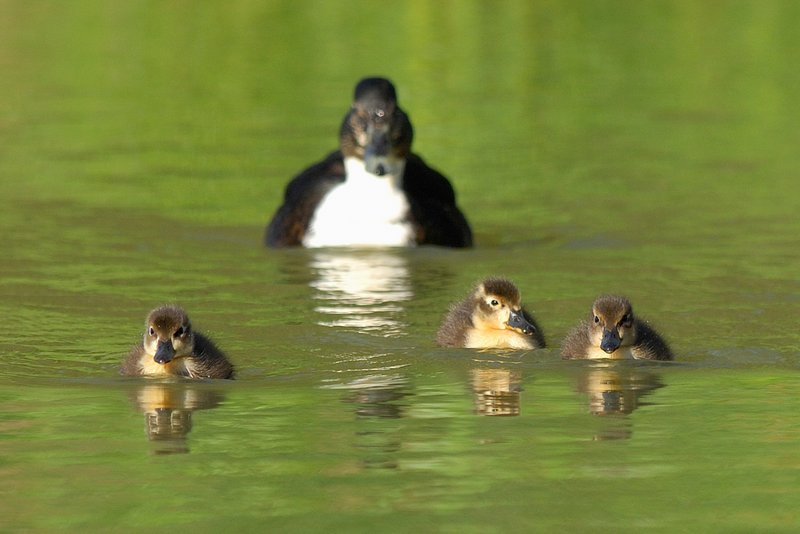 Canard Colvert (2).jpg