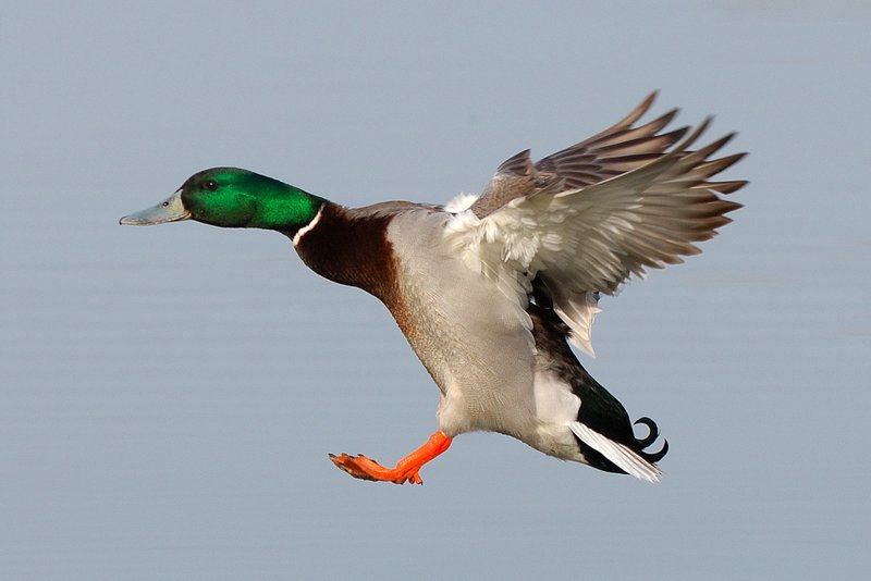 Canard Colvert (3).jpg