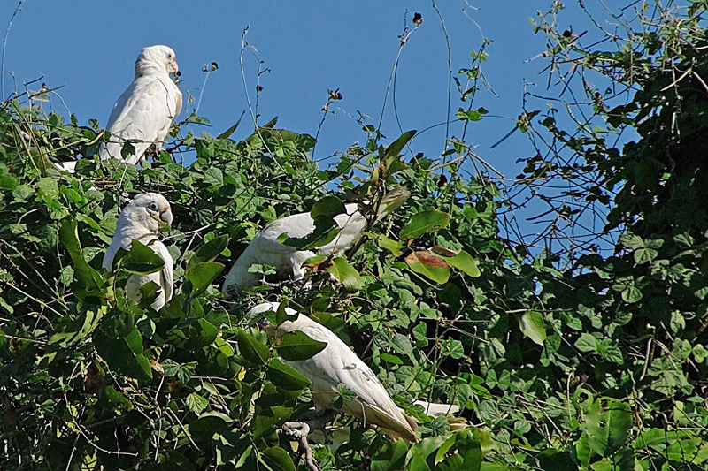 Cacatoes corella AMGP0579.jpg