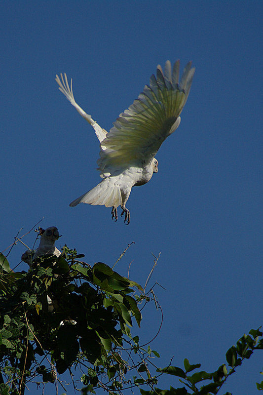 Cacatoes corella AMGP0562.jpg