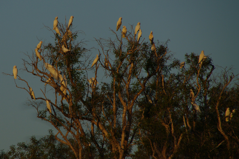 Cacatoes corella AMGP0695.jpg