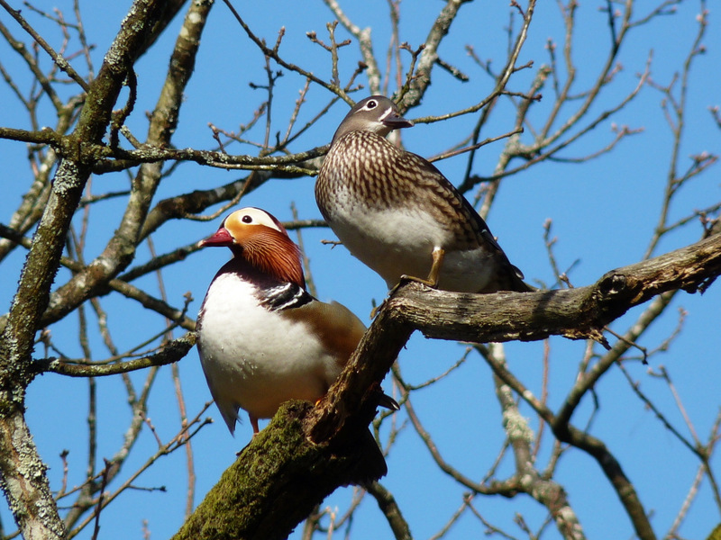 20100406_mandarins.JPG