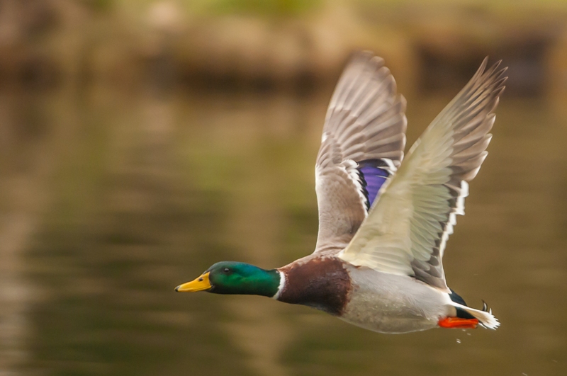 colvert en vol concours 1.jpg
