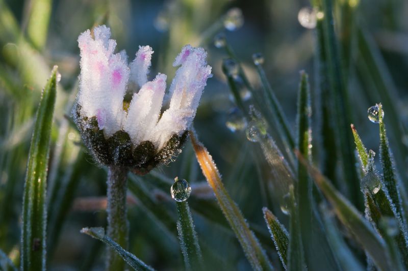 rescapée de l'hiver [800x600].jpg