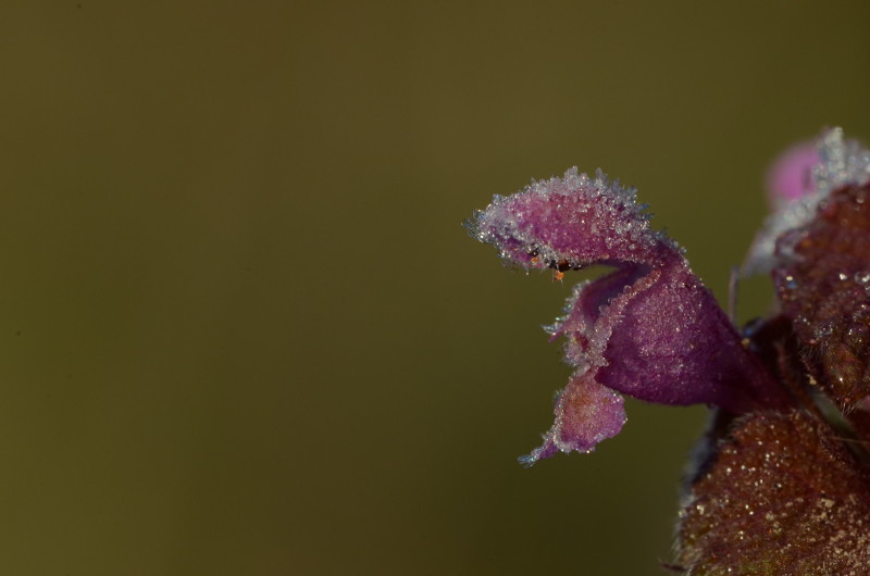 DSC_4113.JPG