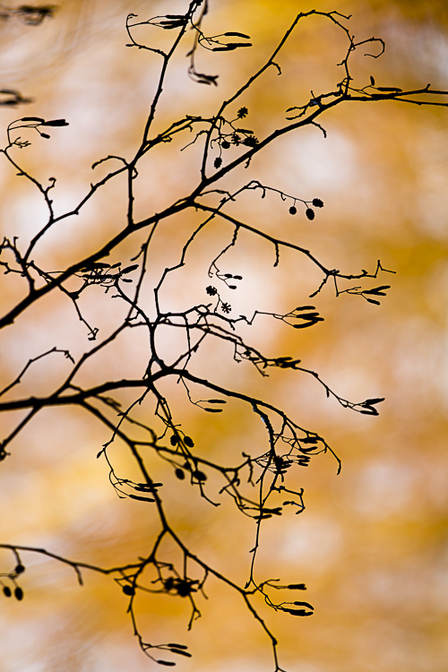 branches 3.JPG