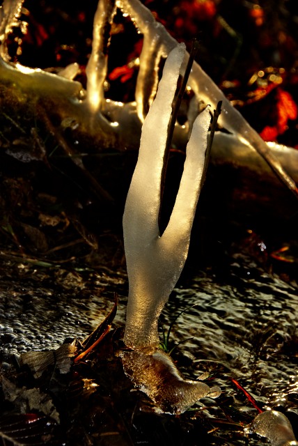 glace.JPG