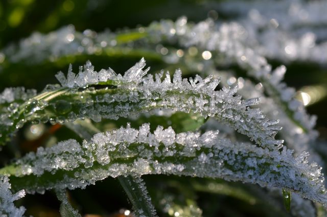 DSC_3984.jpg
