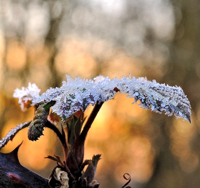 DSC_0026 copie.jpg