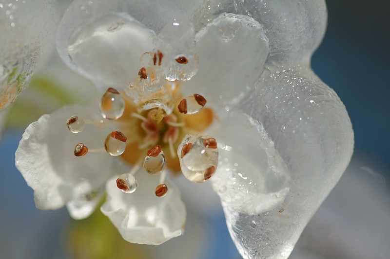 glace1.jpg