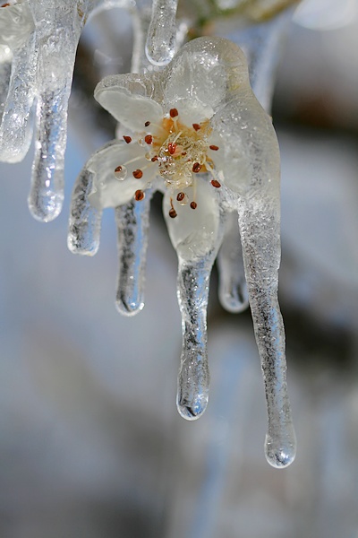glace3.jpg