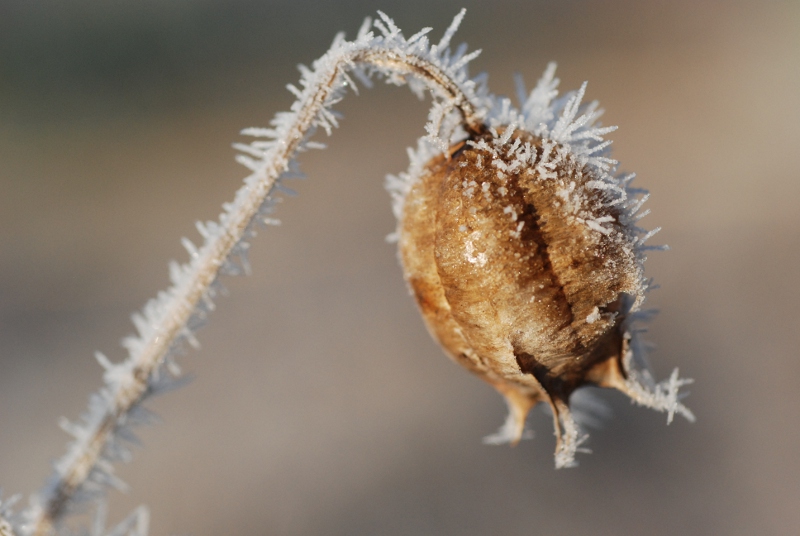image et nature 03.JPG