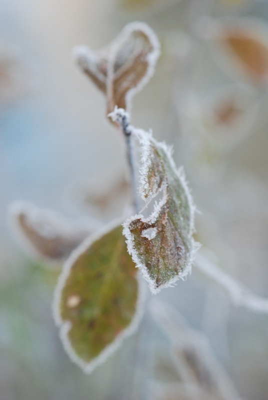 image et nature 01.JPG