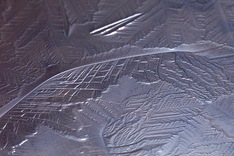 feuilles de glace 1 copie_modifié-1.jpg