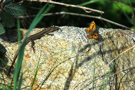 lÃ©zard-chasse-papillon.jpg