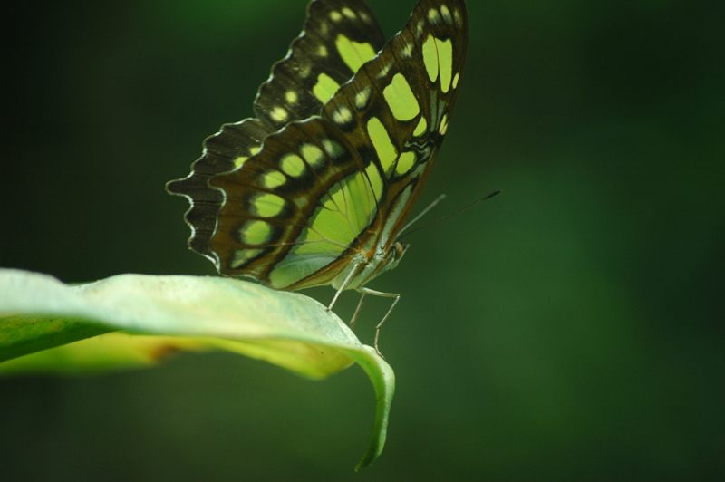 papillon-vert.jpg