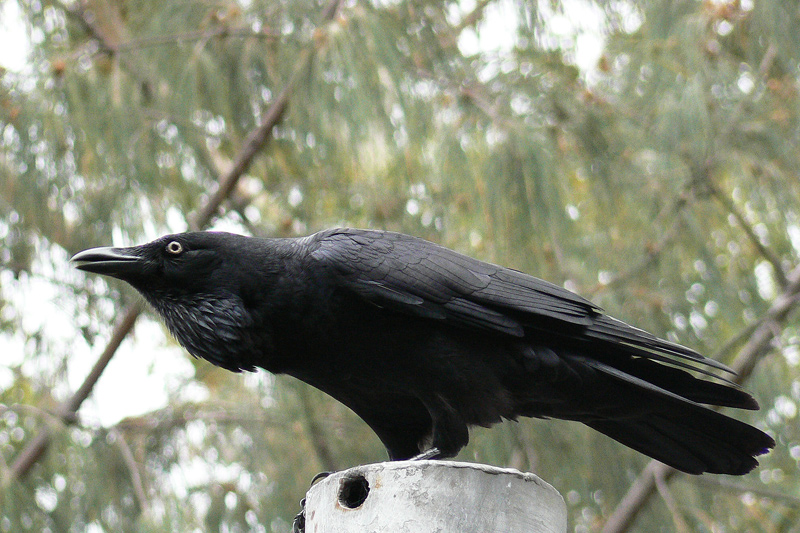 Corbeau d'Australie P1130610.jpg