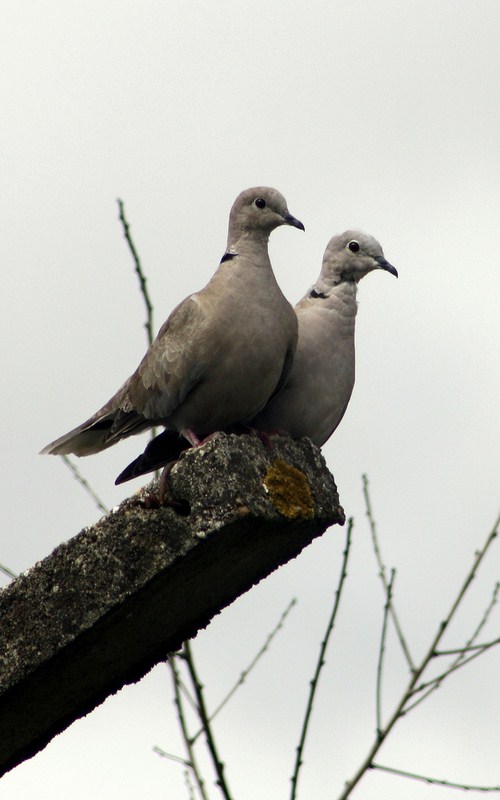 Juin (Cópia).jpg