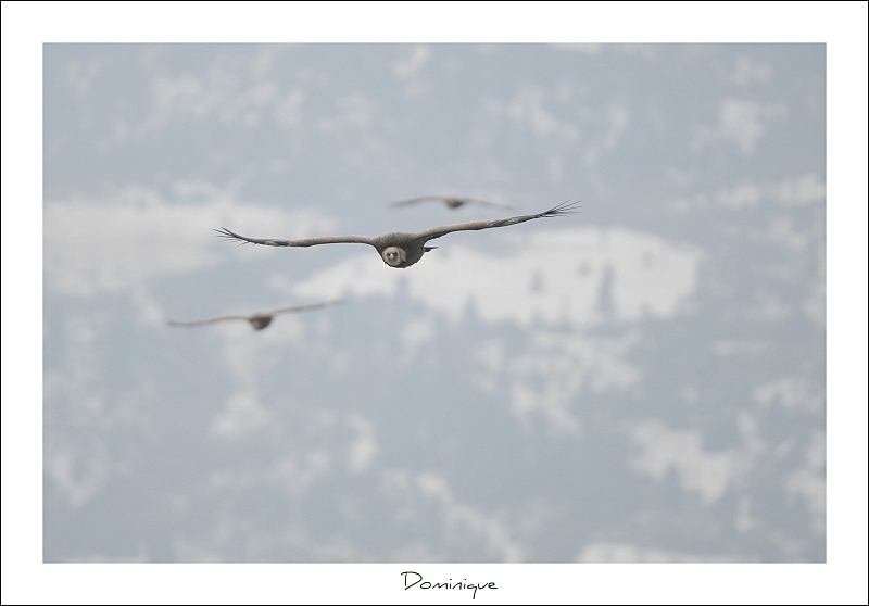 DSC_9619.jpg