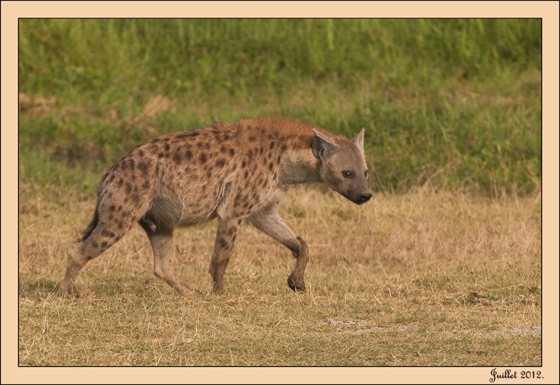 7-Hyène tachetée.jpg