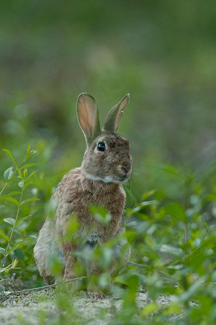 DSC_0367.jpg