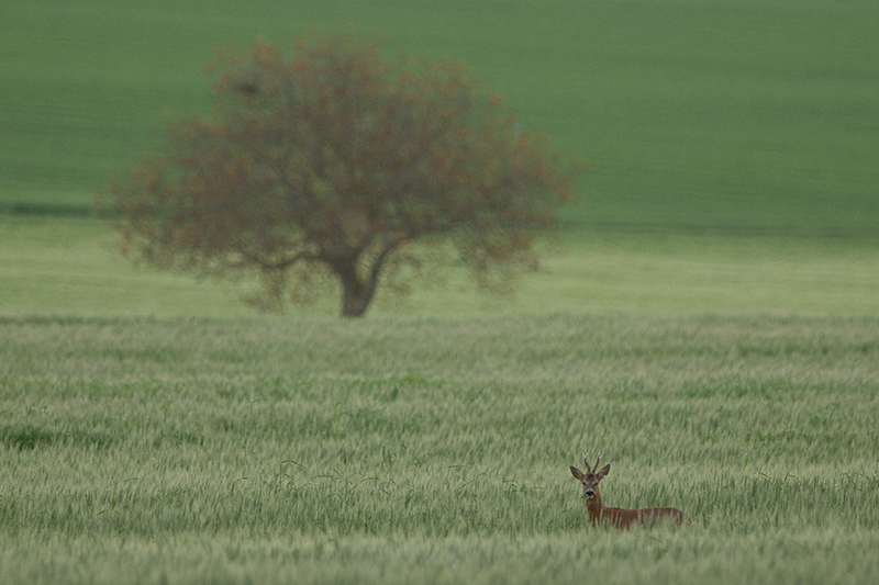 DSC_9561.jpg