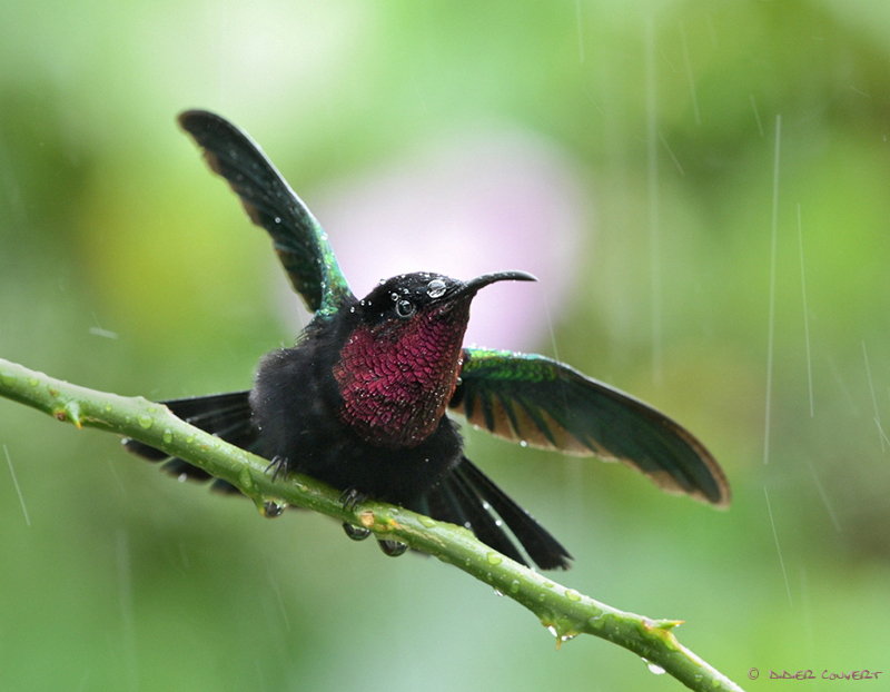 d800-madere-800s.jpg