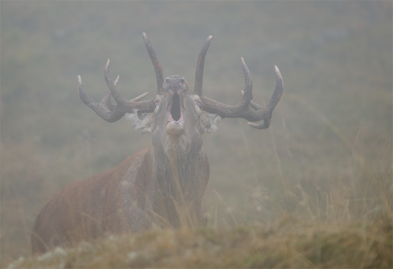 01.10.12_56Rut-du-cerf.jpg