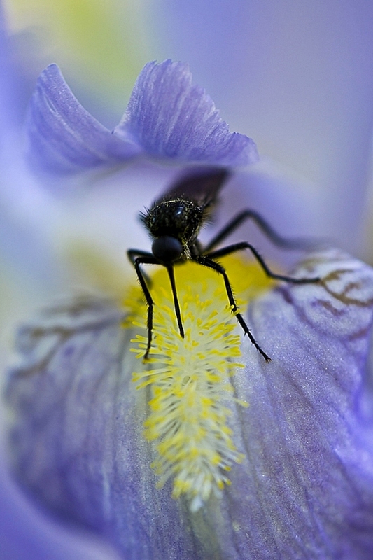 L'iris.jpg