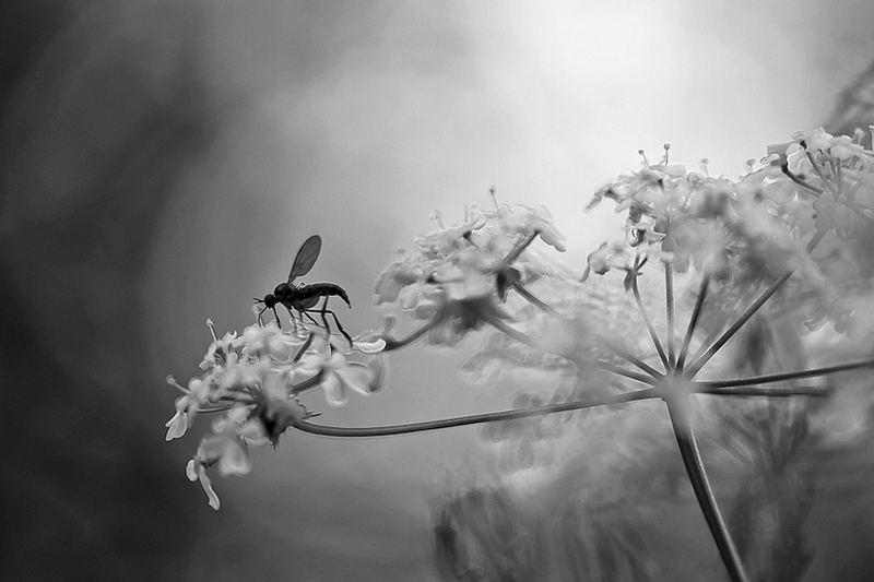 rêve de mouche.JPG