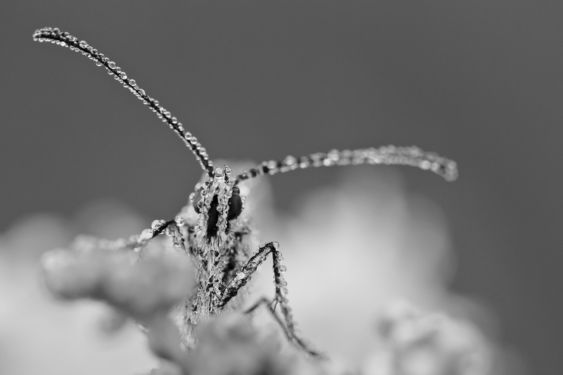 Papillon de cristal en n&b.jpg