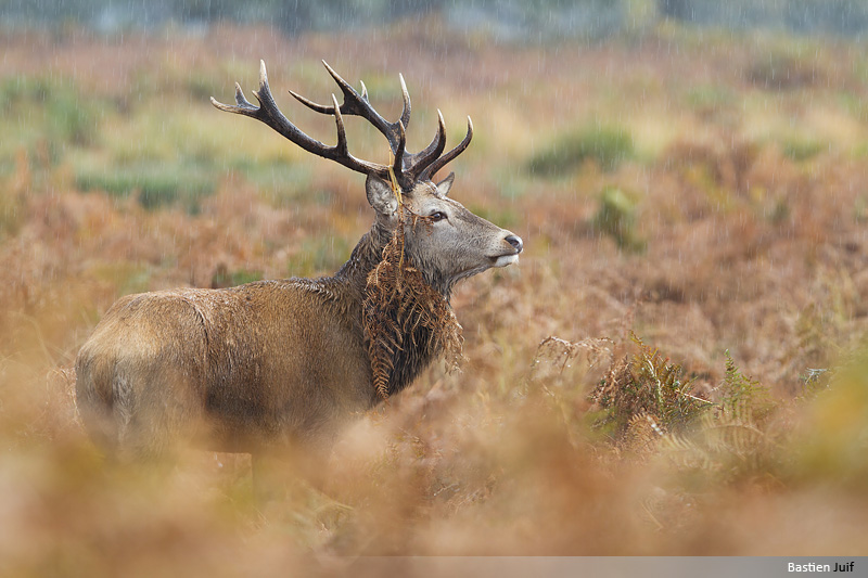 cerf10120074.jpg