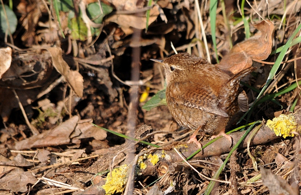 DSC_1607.JPG
