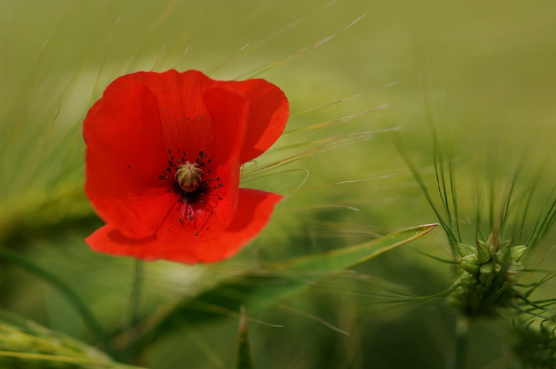 DSC_3917.JPG