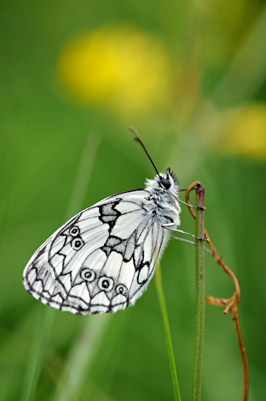 DSC_4114.JPG