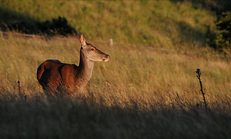 DSC_4481.JPG