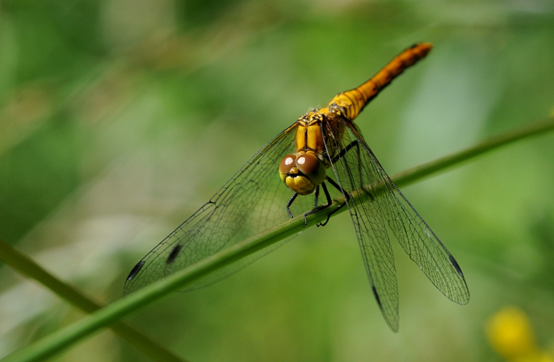 DSC_4312.JPG