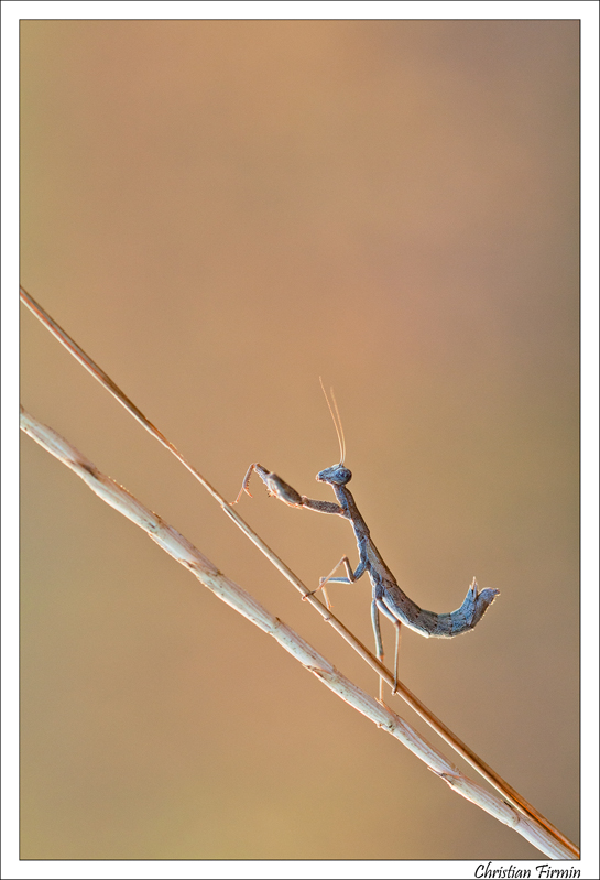 Verdon-2012-Mante-X.jpg