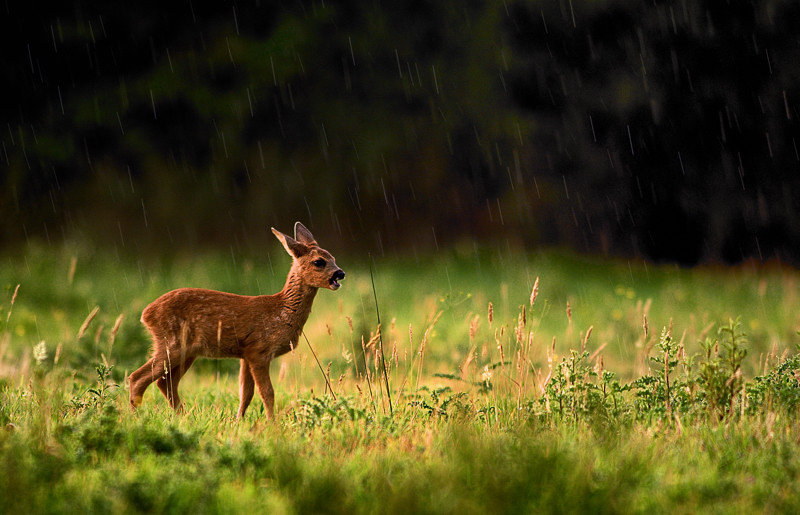 faon_pluie.jpg