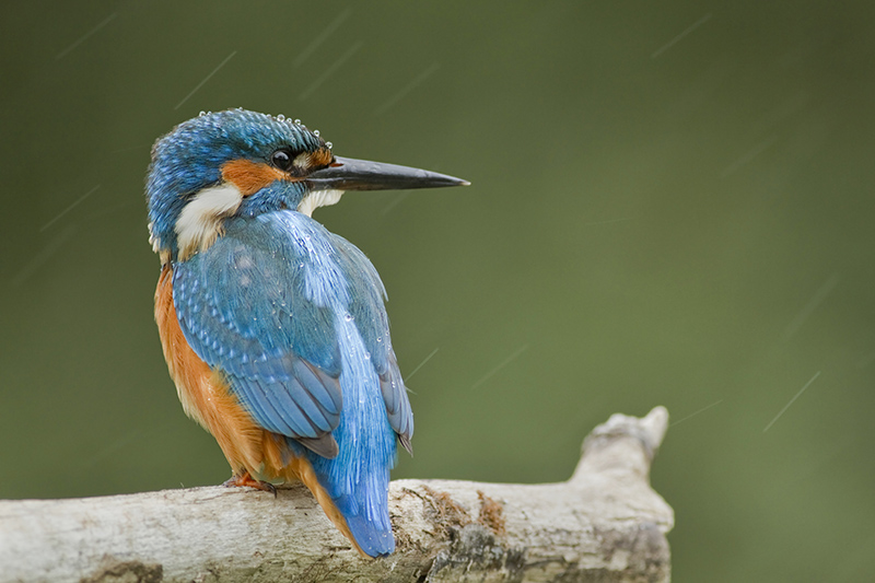 martin sous la pluie 2.jpg