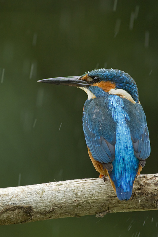 martin sous la pluie 1.jpg