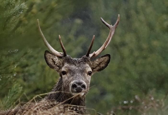 jeune cerf .jpg