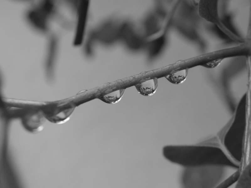 GouttesBougainJanv08.JPG