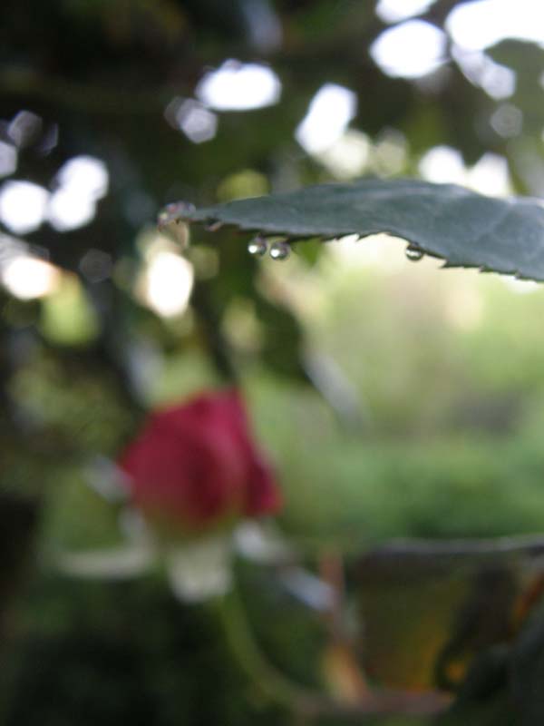 GouttesRosier Avr09.JPG