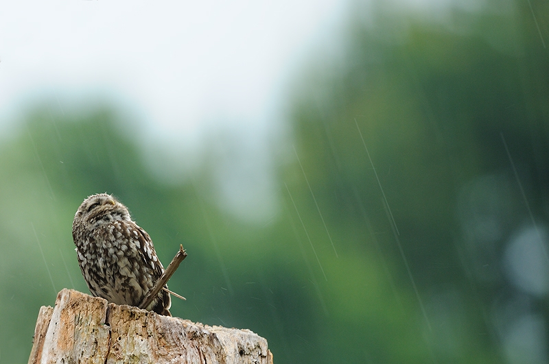 I&N_pluie_1.jpg