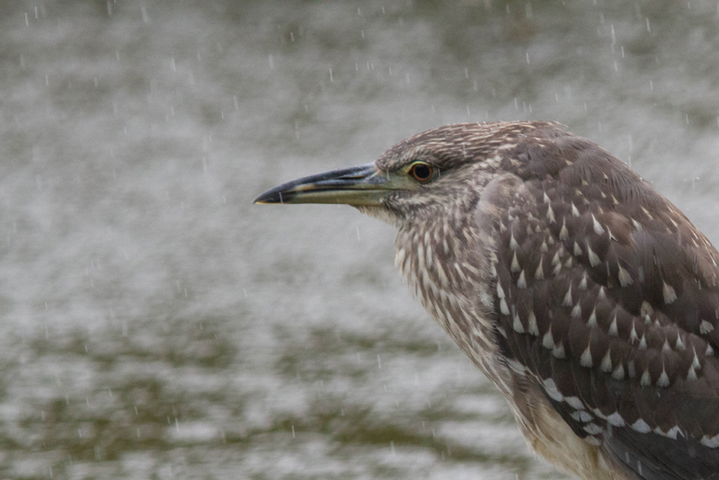 HERON2.jpg