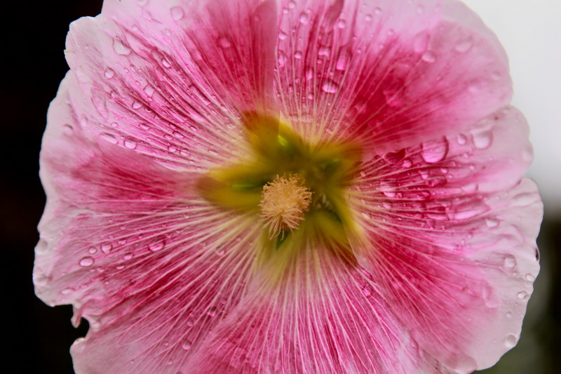 IMG_718 raw.jpg