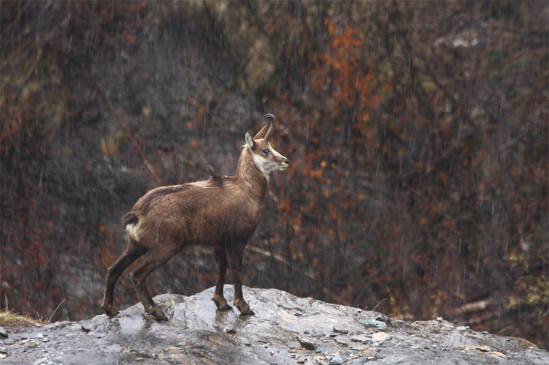 bouc-13.05.10-16.jpg
