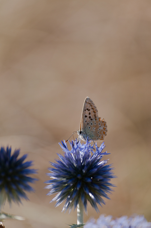 IN-23119.jpg
