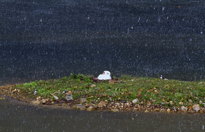 21042012 EOS 7D - 017 Cygne couve sous la pluie.jpg